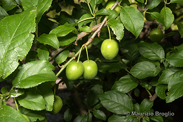 Immagine 4 di 9 - Prunus cerasifera Ehrh.