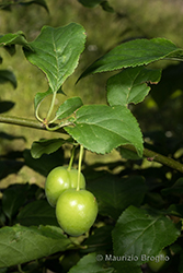 Immagine 5 di 9 - Prunus cerasifera Ehrh.