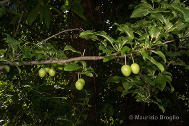 Immagine 6 di 9 - Prunus cerasifera Ehrh.