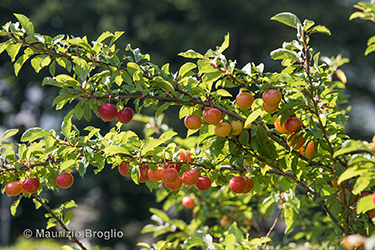 Immagine 7 di 9 - Prunus cerasifera Ehrh.