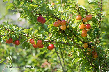 Immagine 8 di 9 - Prunus cerasifera Ehrh.