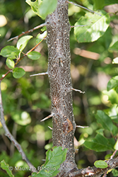 Immagine 9 di 9 - Prunus cerasifera Ehrh.