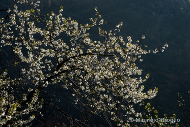 Immagine 2 di 11 - Prunus avium L.