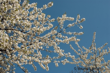 Immagine 3 di 11 - Prunus avium L.