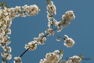 Immagine 4 di 11 - Prunus avium L.