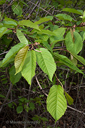 Immagine 5 di 11 - Prunus avium L.