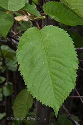 Immagine 6 di 11 - Prunus avium L.