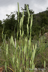 Immagine 2 di 10 - Crucianella angustifolia L.