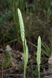 Immagine 3 di 10 - Crucianella angustifolia L.