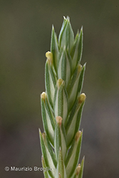 Immagine 5 di 10 - Crucianella angustifolia L.