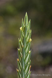 Immagine 6 di 10 - Crucianella angustifolia L.