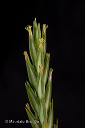 Immagine 7 di 10 - Crucianella angustifolia L.
