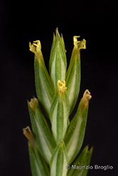 Immagine 8 di 10 - Crucianella angustifolia L.