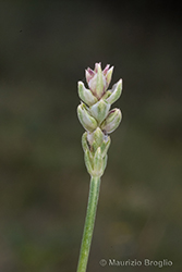 Immagine 9 di 10 - Crucianella angustifolia L.