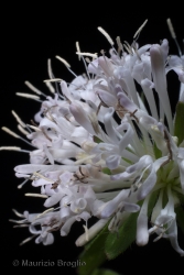 Immagine 4 di 4 - Asperula taurina L.