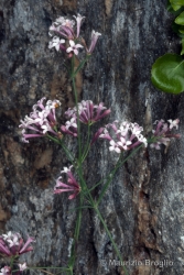 Immagine 2 di 4 - Asperula aristata L. f.