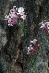 Immagine 3 di 4 - Asperula aristata L. f.