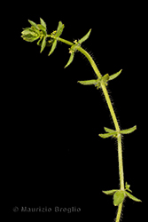 Immagine 2 di 5 - Cruciata pedemontana (Bellardi) Ehrend.