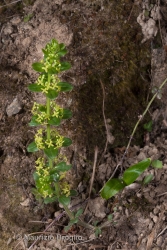 Immagine 1 di 3 - Cruciata glabra (L.) C. Bauhin ex Opiz
