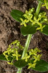 Immagine 3 di 3 - Cruciata glabra (L.) C. Bauhin ex Opiz