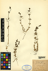 Immagine 1 di 1 - Galium tricornutum Dandy
