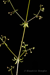 Immagine 3 di 5 - Galium parisiense L.