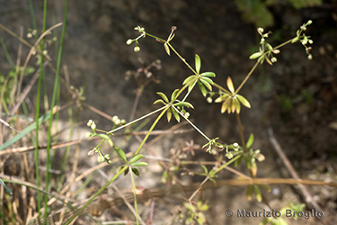 Immagine 6 di 9 - Galium parisiense L.