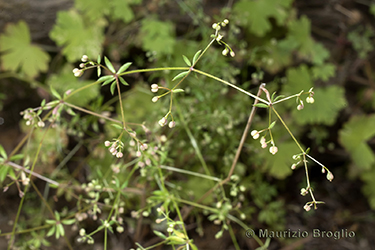 Immagine 7 di 9 - Galium parisiense L.