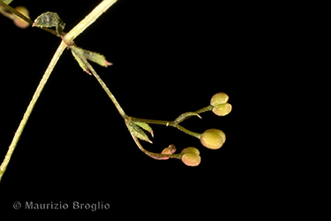 Immagine 8 di 9 - Galium parisiense L.