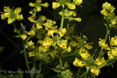 Immagine 4 di 4 - Ruta graveolens L.