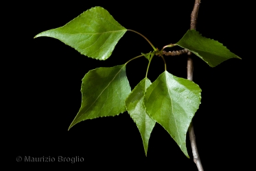 Immagine 1 di 9 - Populus nigra L.