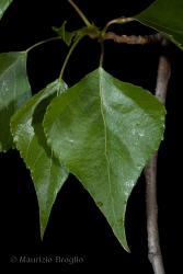 Immagine 2 di 9 - Populus nigra L.