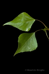 Immagine 3 di 9 - Populus nigra L.