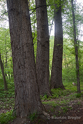 Immagine 4 di 9 - Populus nigra L.