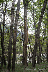 Immagine 5 di 9 - Populus nigra L.