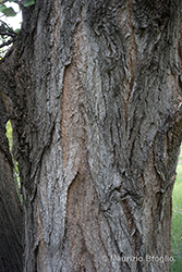 Immagine 6 di 9 - Populus nigra L.