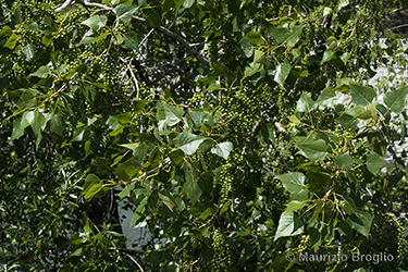 Immagine 8 di 9 - Populus nigra L.