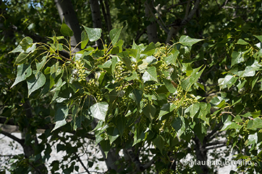 Immagine 9 di 9 - Populus nigra L.