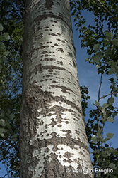 Immagine 4 di 5 - Populus alba L.