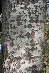 Immagine 5 di 5 - Populus alba L.