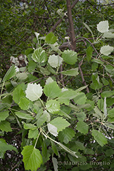 Immagine 1 di 3 - Populus canescens (Aiton) Sm.