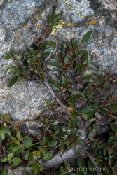 Immagine 1 di 7 - Salix retusa L.