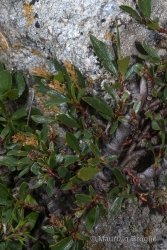 Immagine 2 di 7 - Salix retusa L.