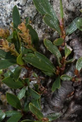 Immagine 3 di 7 - Salix retusa L.