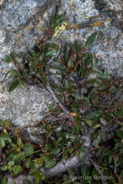 Salix retusa L.