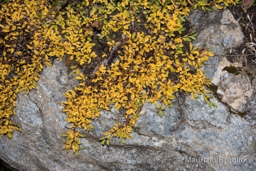 Immagine 4 di 6 - Salix serpillifolia Scop.