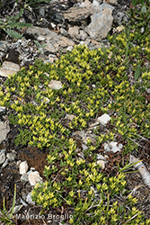 Immagine 5 di 6 - Salix serpillifolia Scop.
