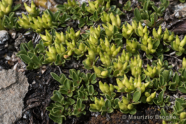 Immagine 6 di 6 - Salix serpillifolia Scop.