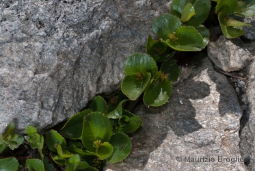 Immagine 2 di 4 - Salix herbacea L.