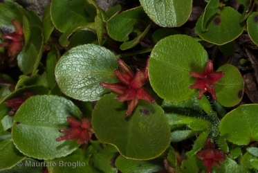 Immagine 3 di 4 - Salix herbacea L.
